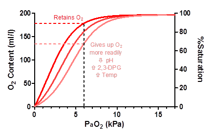 effect oxyhaemoglobin curve
